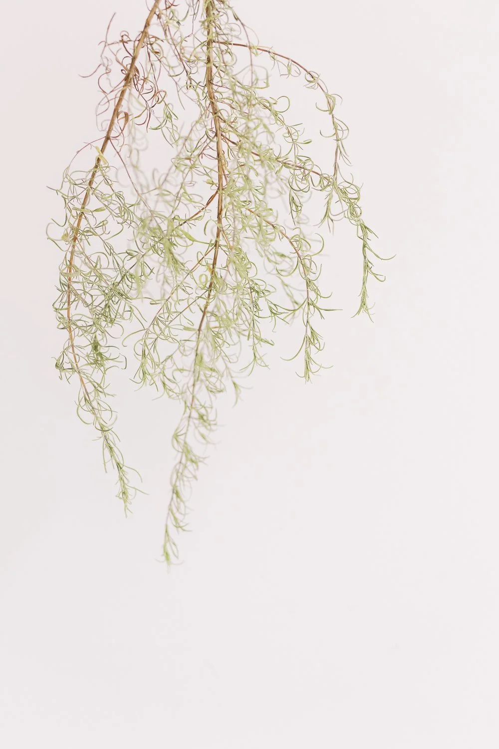 Tracy Houle Nutritionist Branding Photo