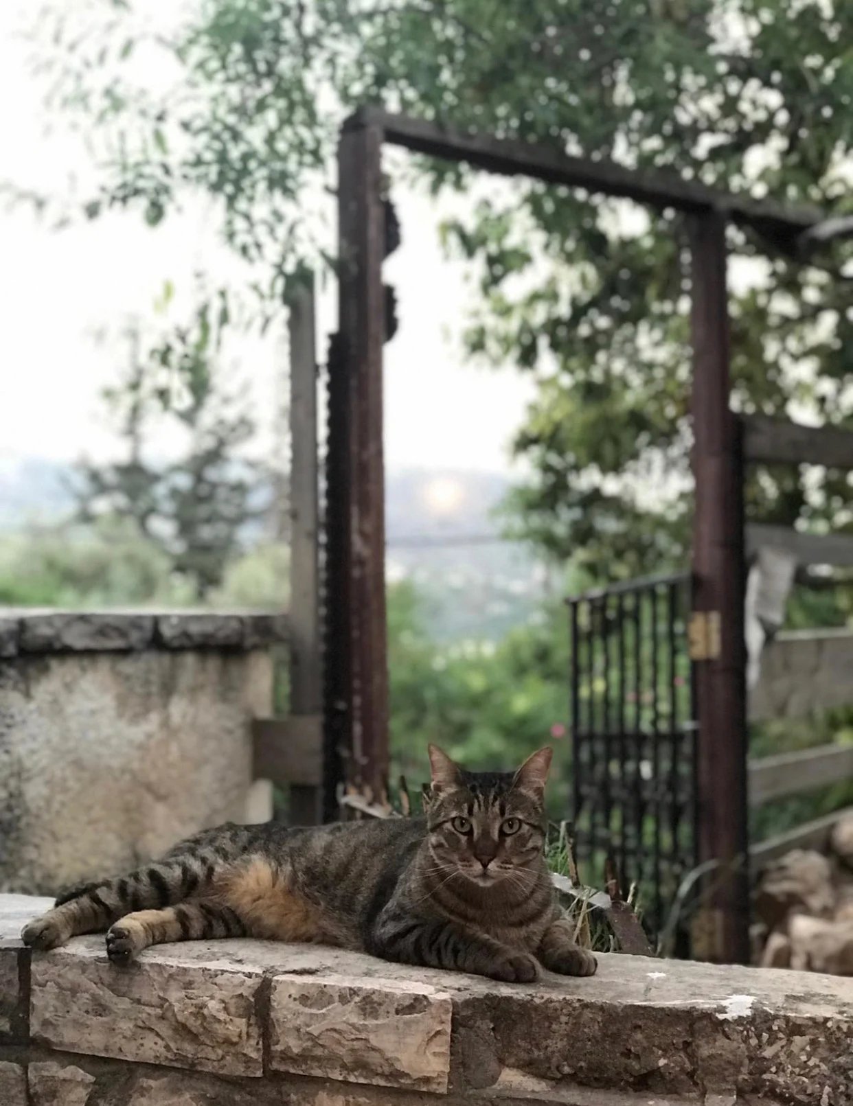 Why cats are great content (we're serious)