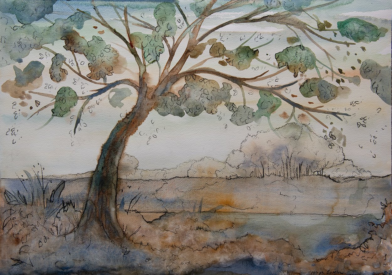 A Witness Tree • Watercolour & Charcoal on Paper • 42 x 59 cm. 2026.