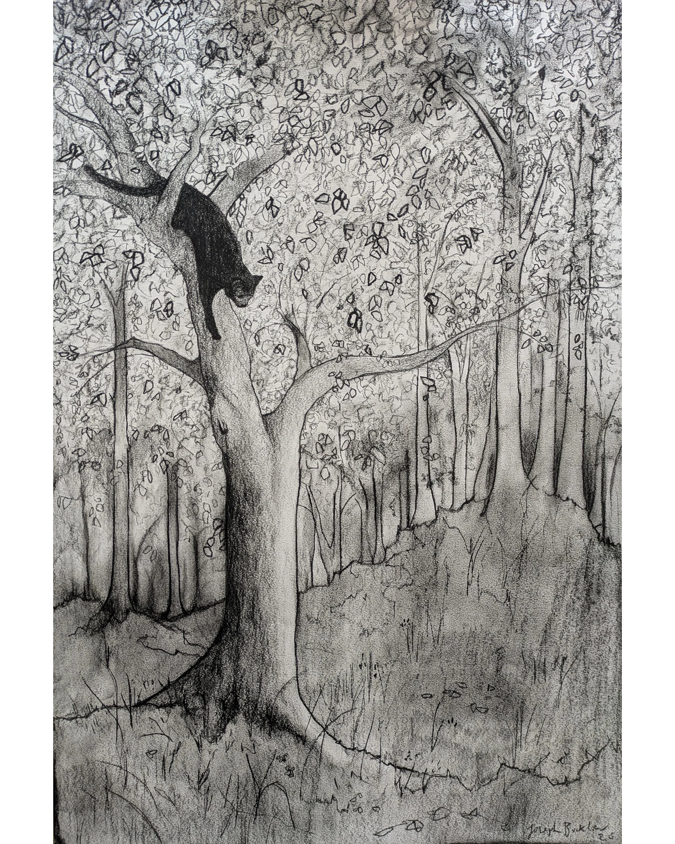 Felis Descendens II • Charcoal on Paper • 50 x 40 cm. 2026