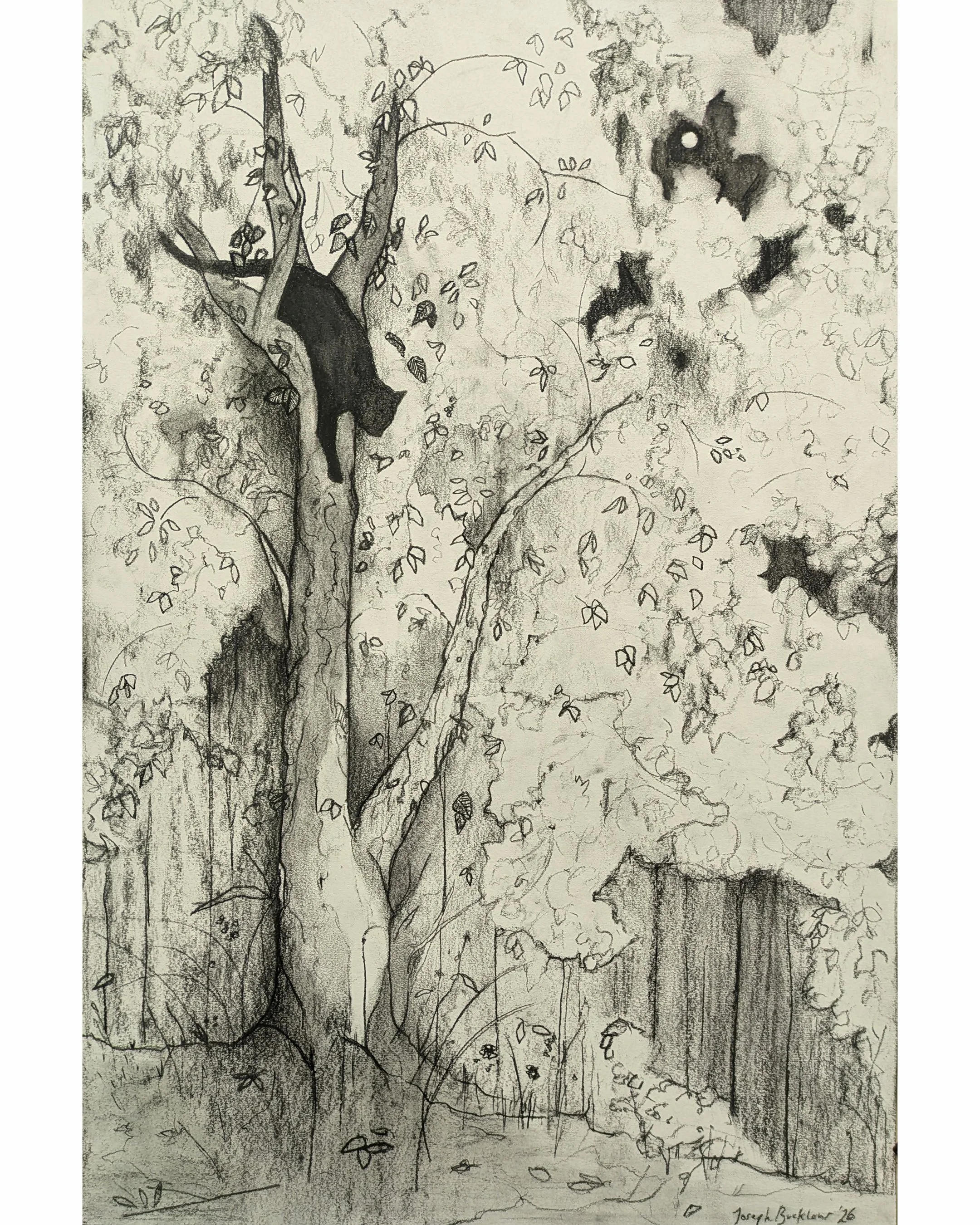 Felis Descendens III • Charcoal on Paper • 50 x 40 cm. 2026 (Copy)