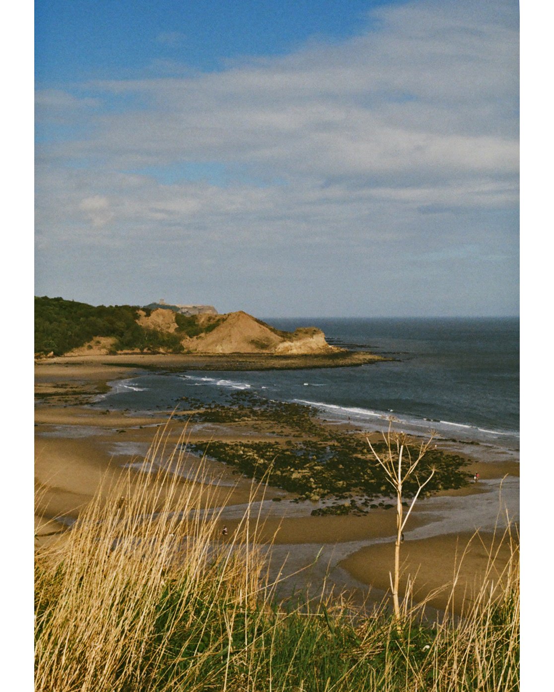 caytonia.jpg