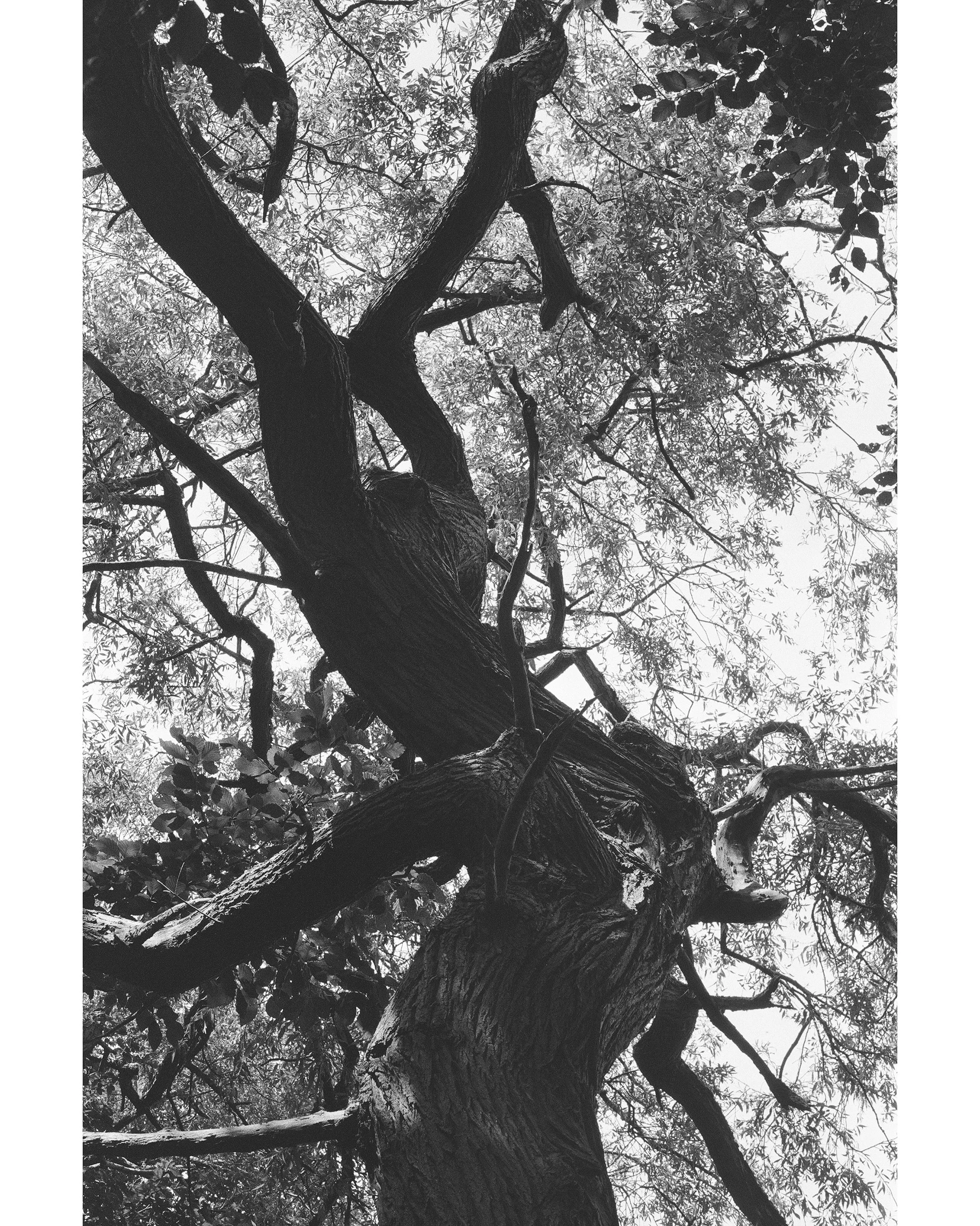 HP5 no.5.jpg