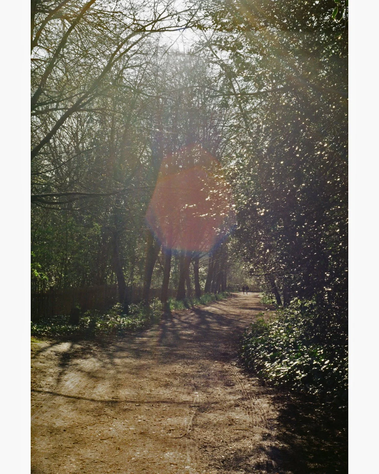 holland park copy.jpg