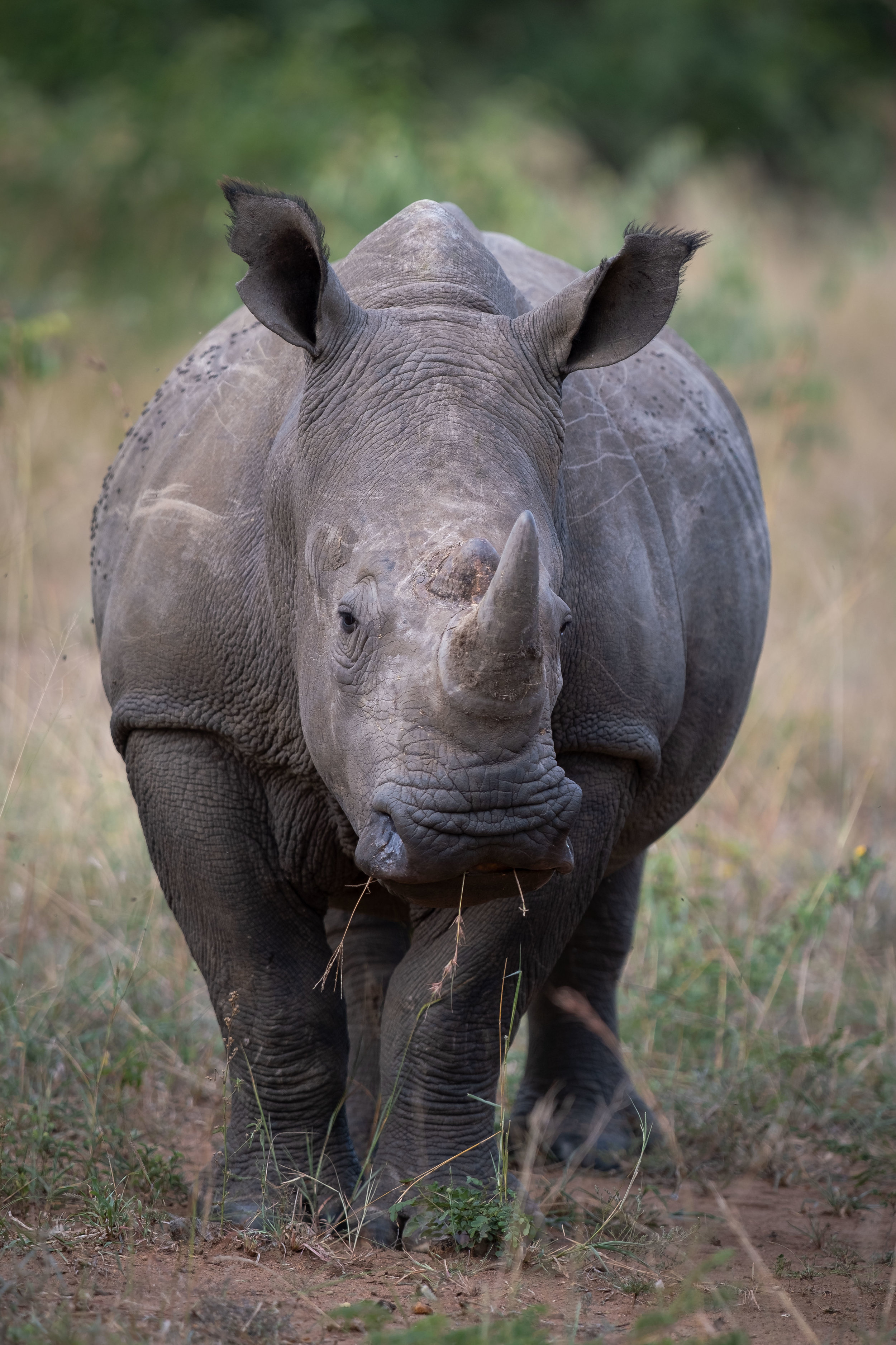 White Rhino