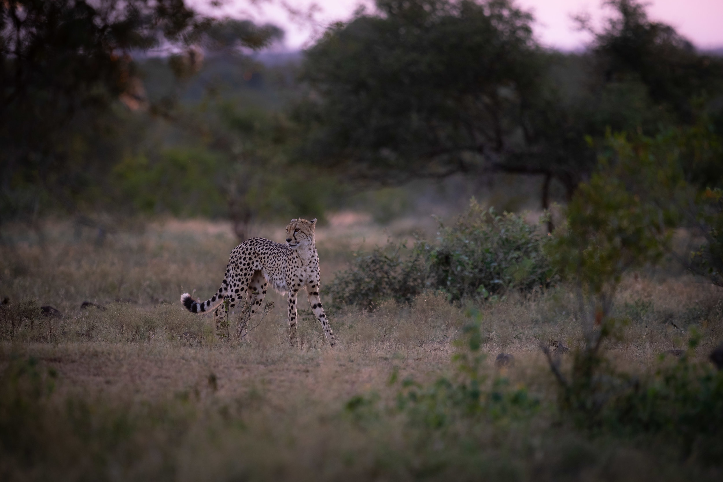 Sunset Cheetah