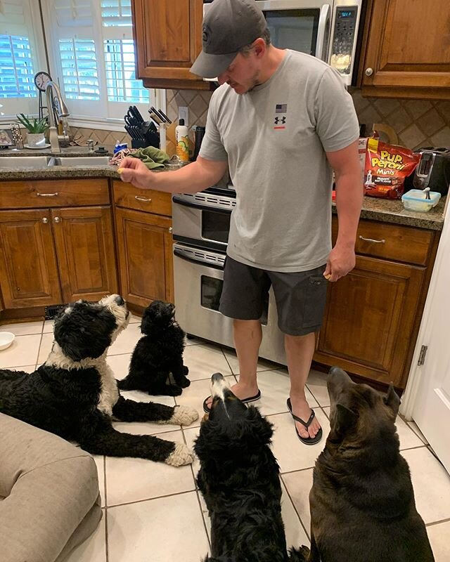Little Winnie sitting so nice with the big dogs waiting for her treat 👏🏽👏🏽👏🏽 Bernedoodles are so smart 🤓 🐾🐕&zwj;🦺❤️
&bull;
&bull;
#waitingpatiently #bernedoodles #bernedoodlelove #bernedoodle #bmd #berner #puppy #puppies #puppylove #smartpu