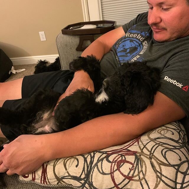 Belly rubs before bed after a good long walk ❤️🐕&zwj;🦺🐾
&bull;
&bull;
#bernedoodle #bernedoodlelove #bellyrubs #puppylove #bernedoodlepuppy