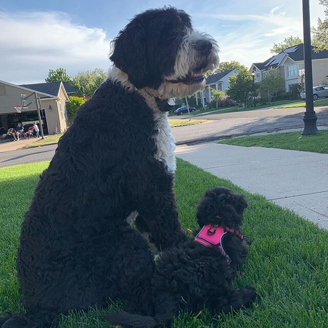 Brody watching over his little sis. And Winnie rockin her new hot pink harness 🔥 🐕&zwj;🦺🐾 @brobro_the_bernedoodle &bull;
&bull;
#bernedoodles #bernedoodlelove #bigbrolilsis #puppylove #puppy #puppies #bernedoodle #bernedoodlepuppy