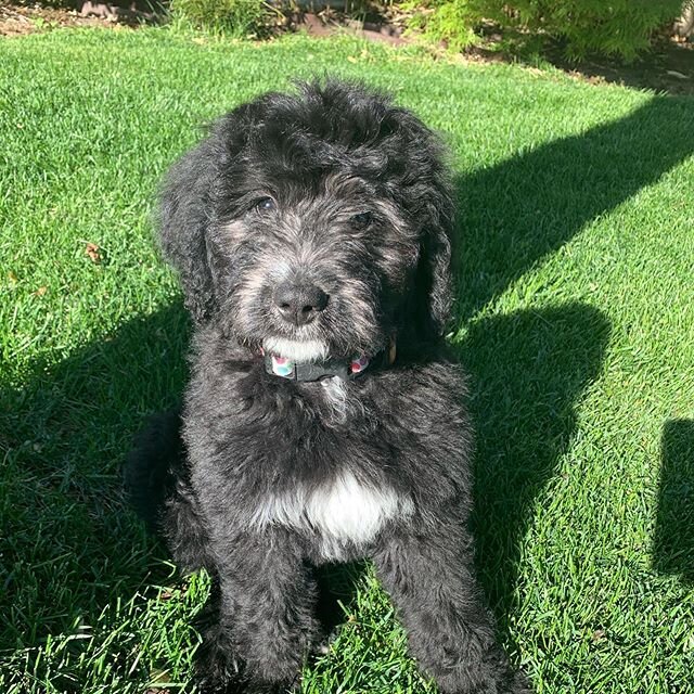 Love how the tricolors are starting to come out on these pups faces 🐶 . So cute! 🐾
&bull;
&bull;
#bernedoodles #bernedoodlelove #bernedoodle #puppy #puppylove #bmd