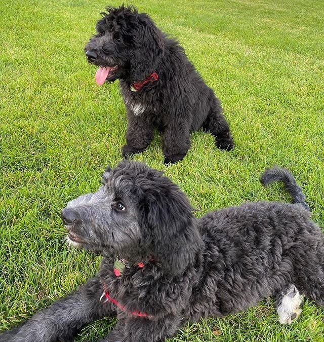 Puppy playtime this Tuesday at 6:30 at Heritage Park in Farmington! Bring your furbaby and reunite with litter mates! 🐾🐕&zwj;🦺🐩❤️
@brobro_the_bernedoodle @bowietythebernedood @olliethebern @honeybbernedoodles