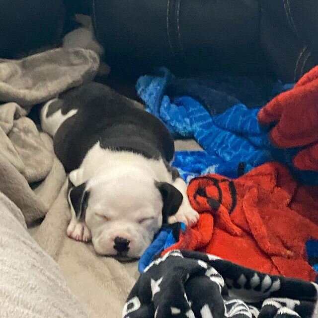 Hand raised babies.  Bottle fed from day one they are amazing. Not for sale #staffordshirebullterrier #staffy #staffygram #staffiesofinstagram #staffordshire #puppylove #puppiesofinstagram #puppylove #staffymoments #englishstaffy