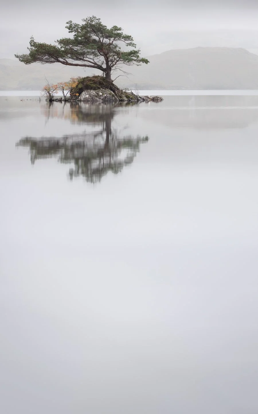 The Skating Pine