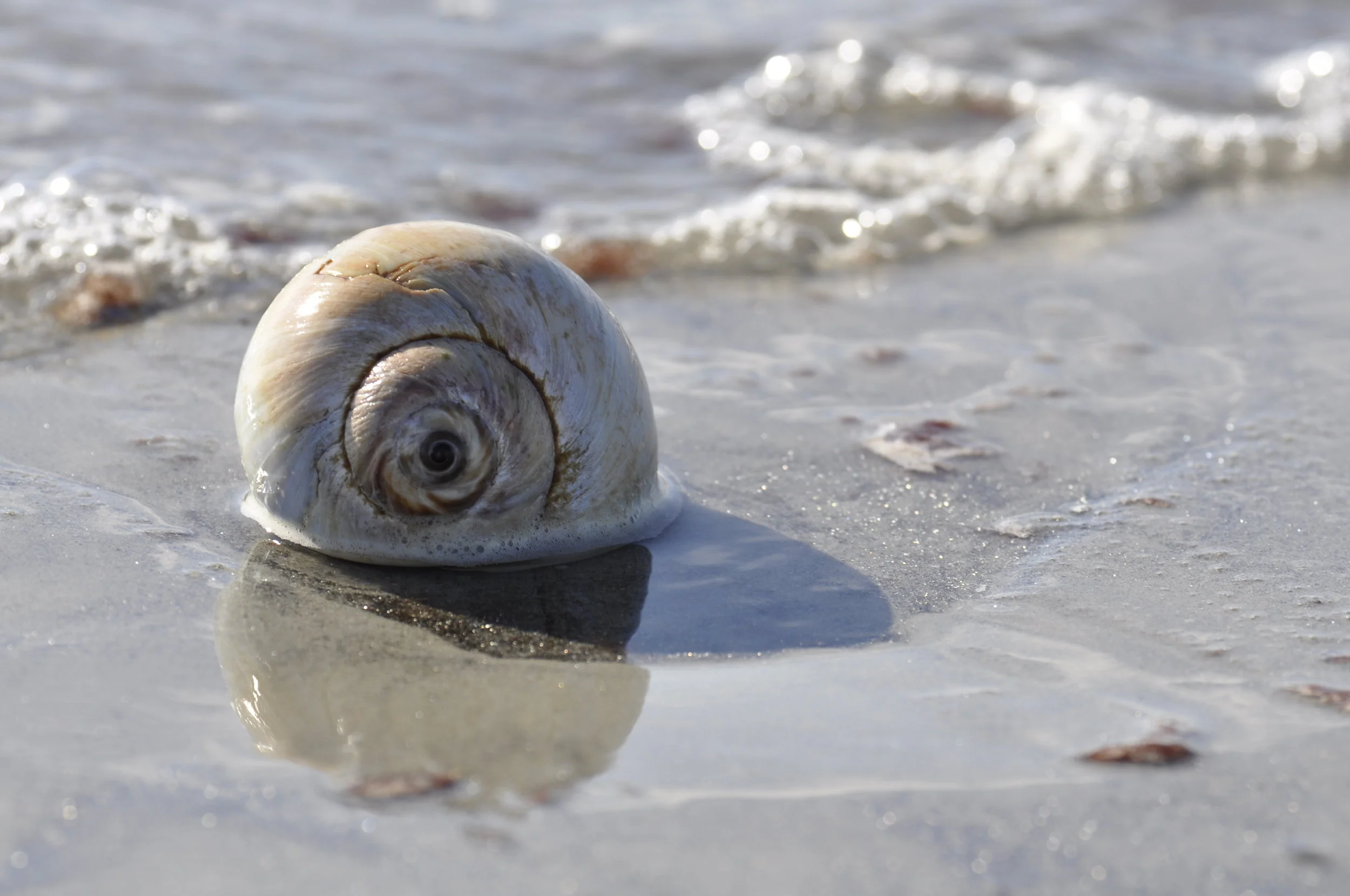 Moon Snail in Surf with Reflection