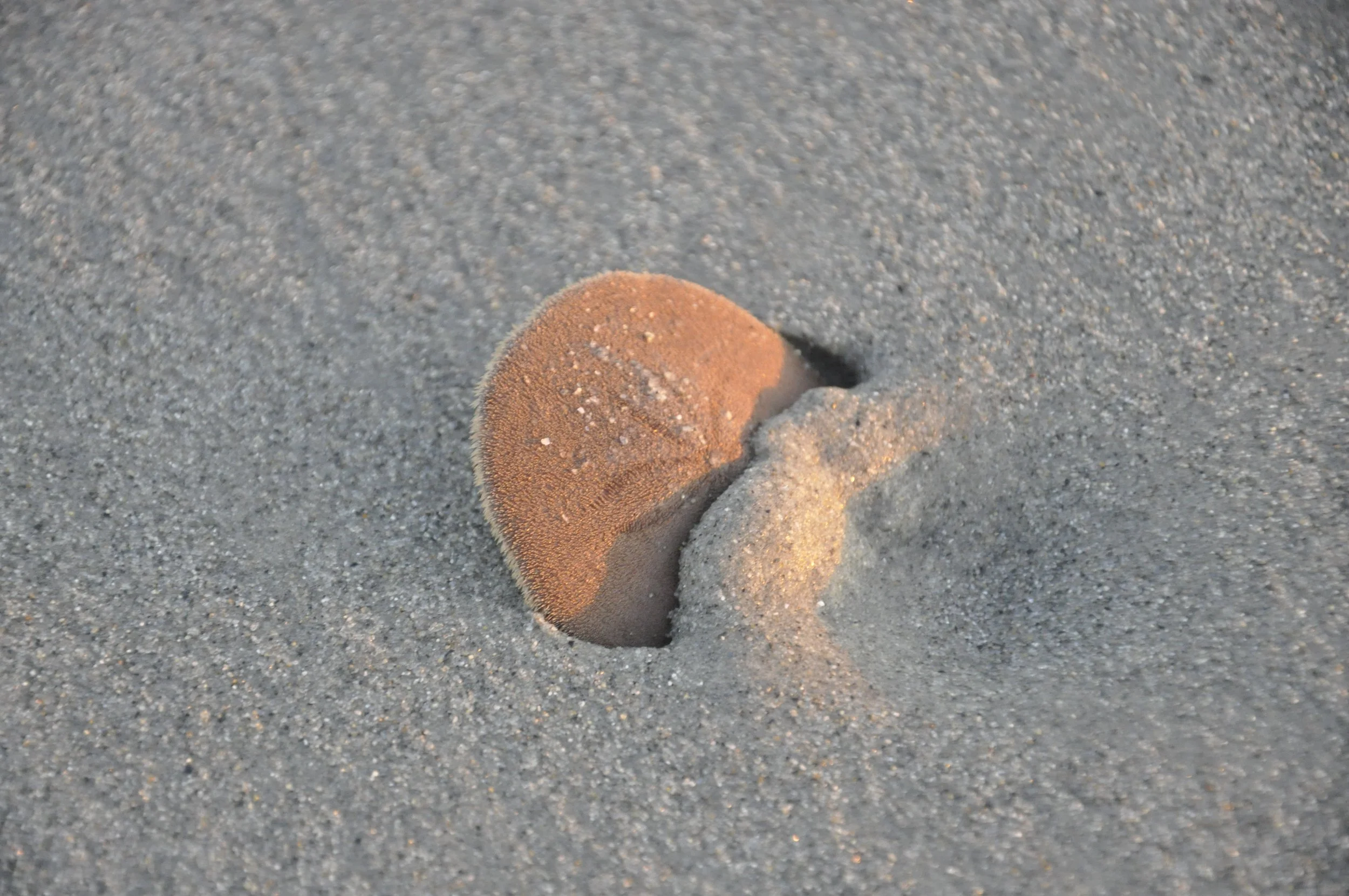 Sand Dollar