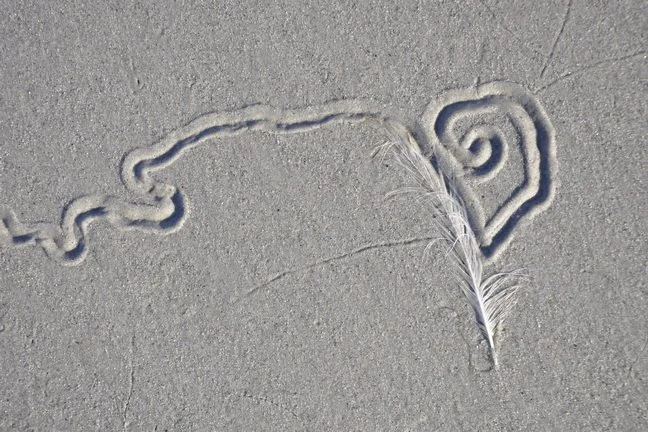 _DSC0367 Furl with feather 72dpi.JPG