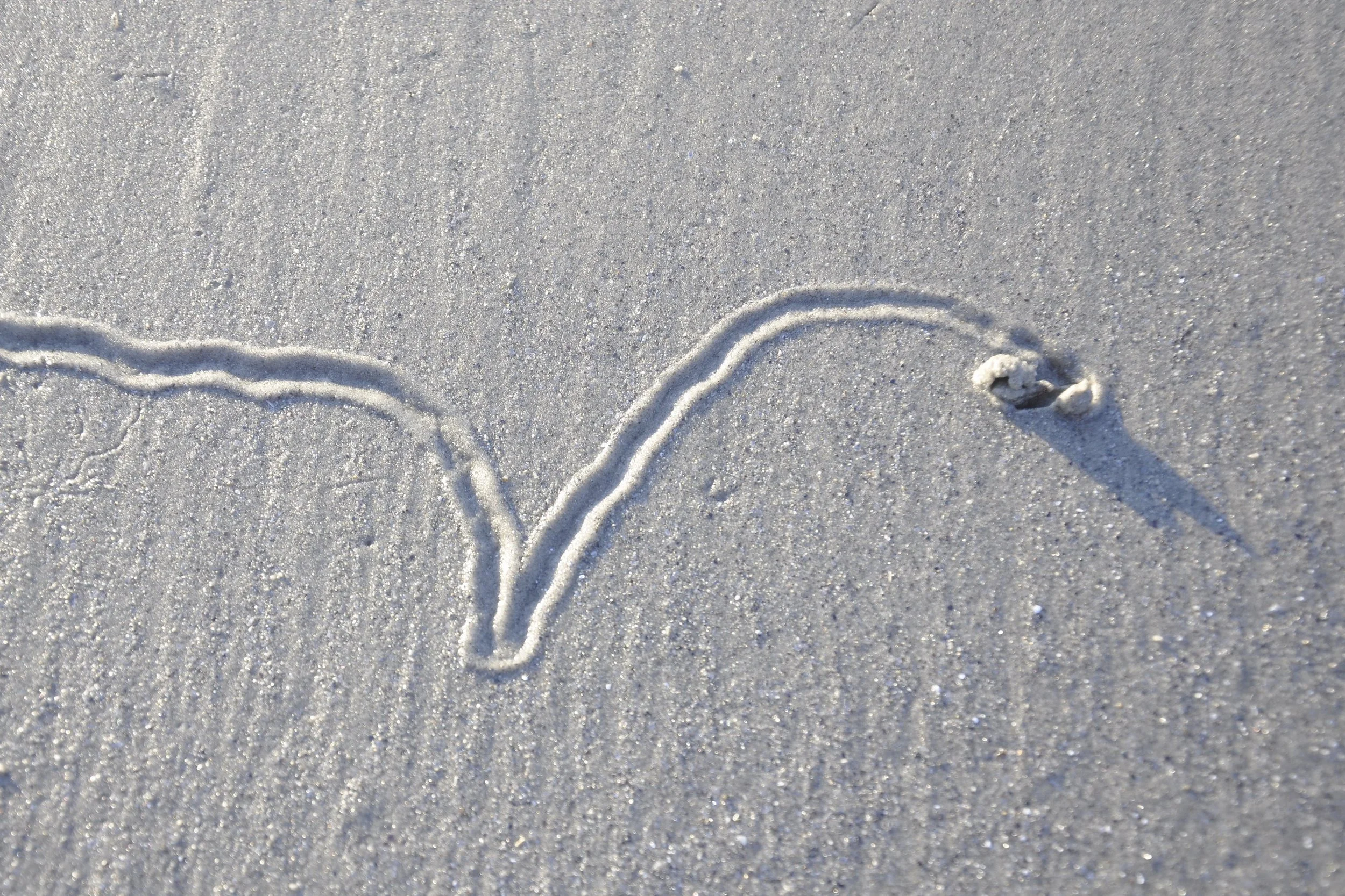 _DSC0999 V with whelk 72dpi.JPG