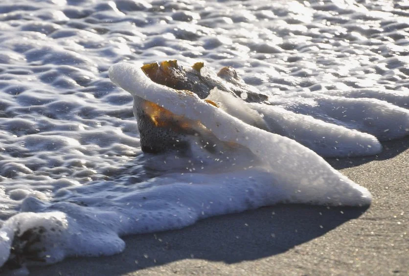 _DSC0314 crop 72dpi.JPG