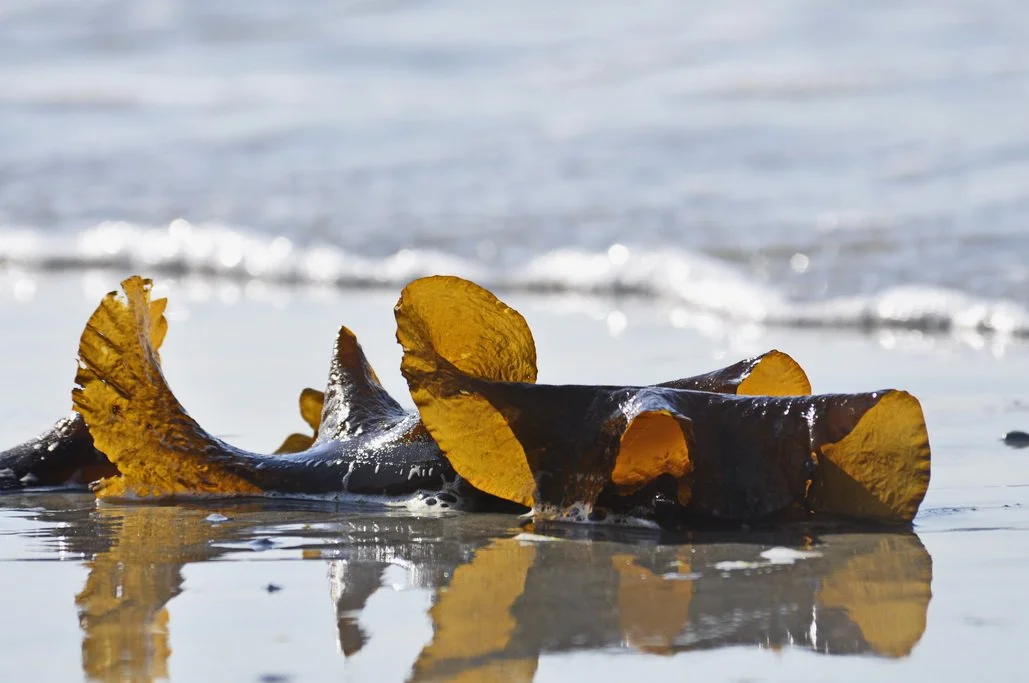 _DSC0651 Kelp Ruffle with reflection 72 dpi.JPG