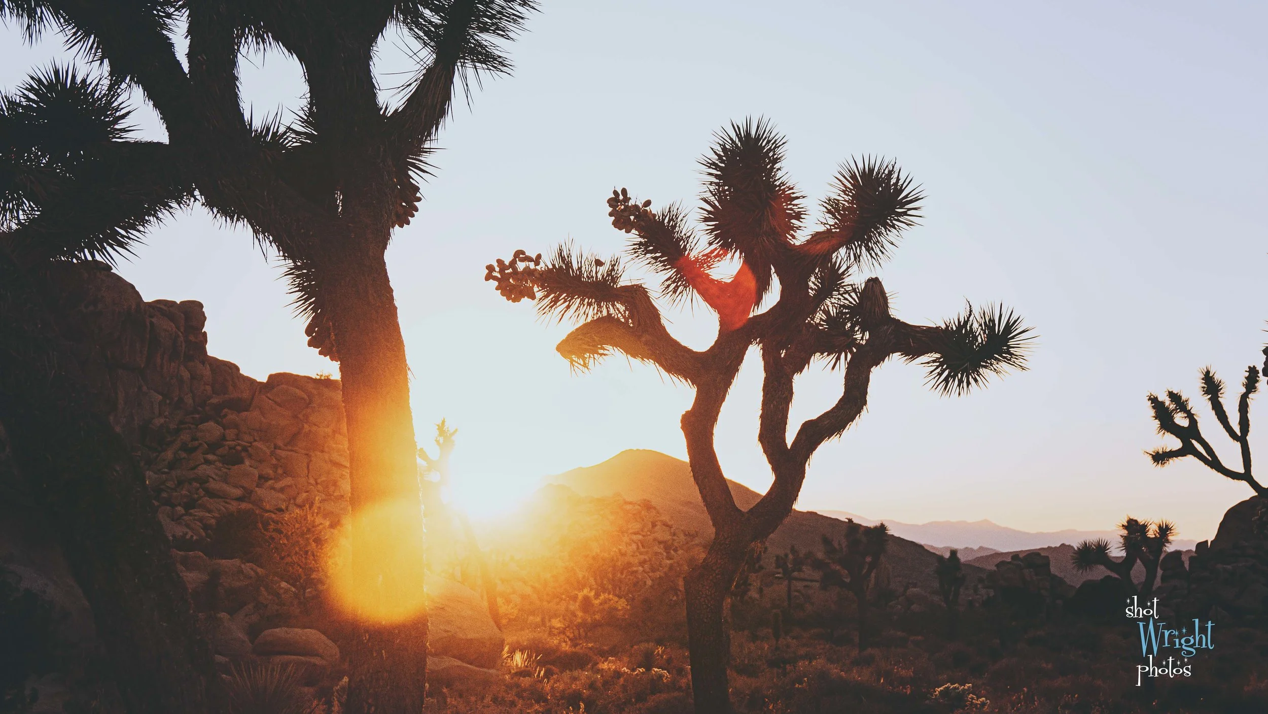 Joshua Tree