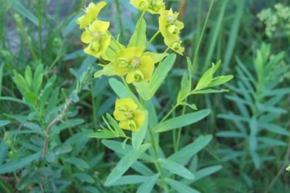 Yellow Leafy Spurge
