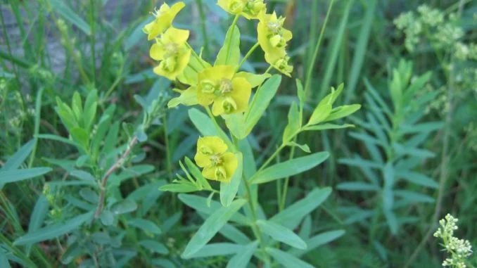 Leafy Yellow Spurge aka Euphorbia Esula