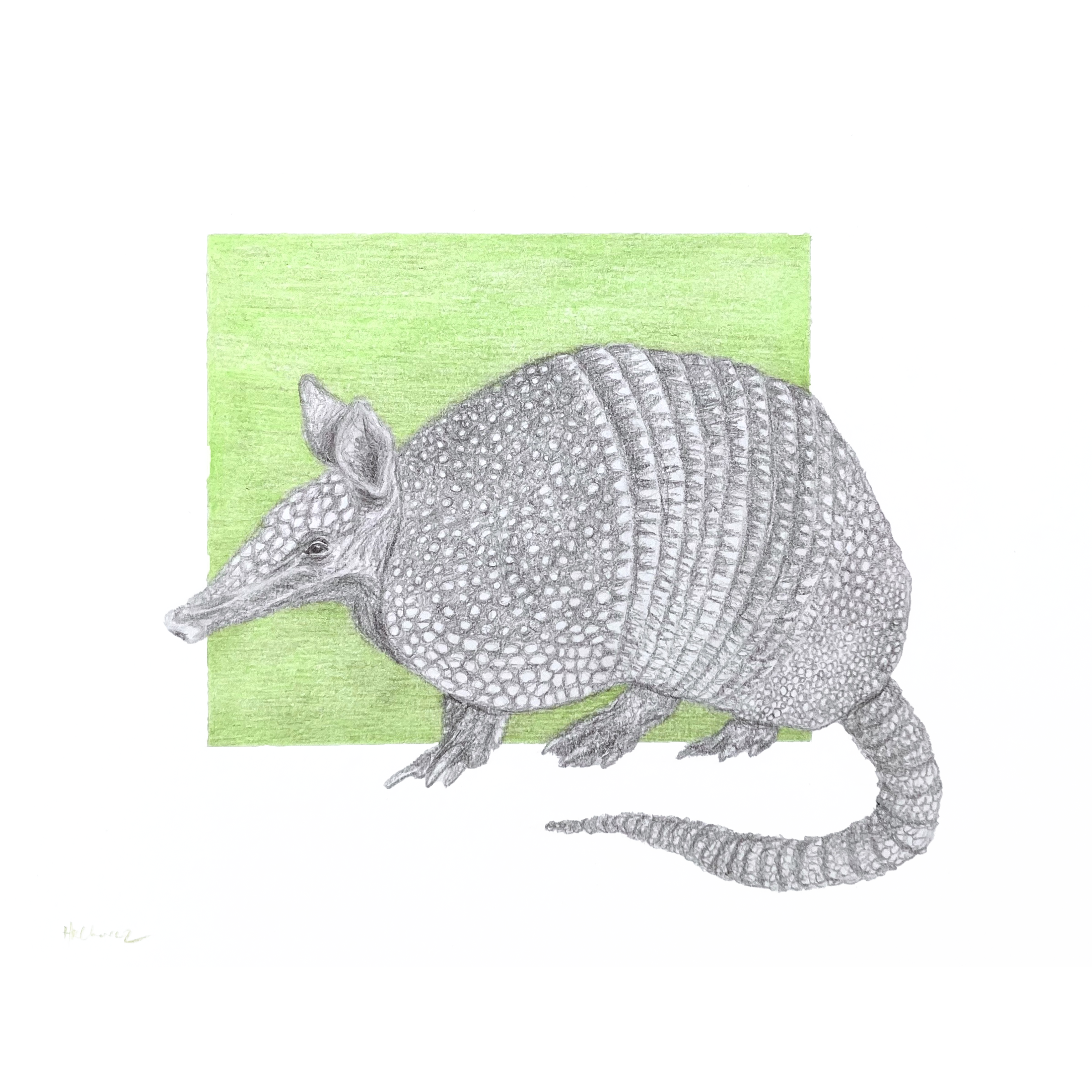 Armadillo.png