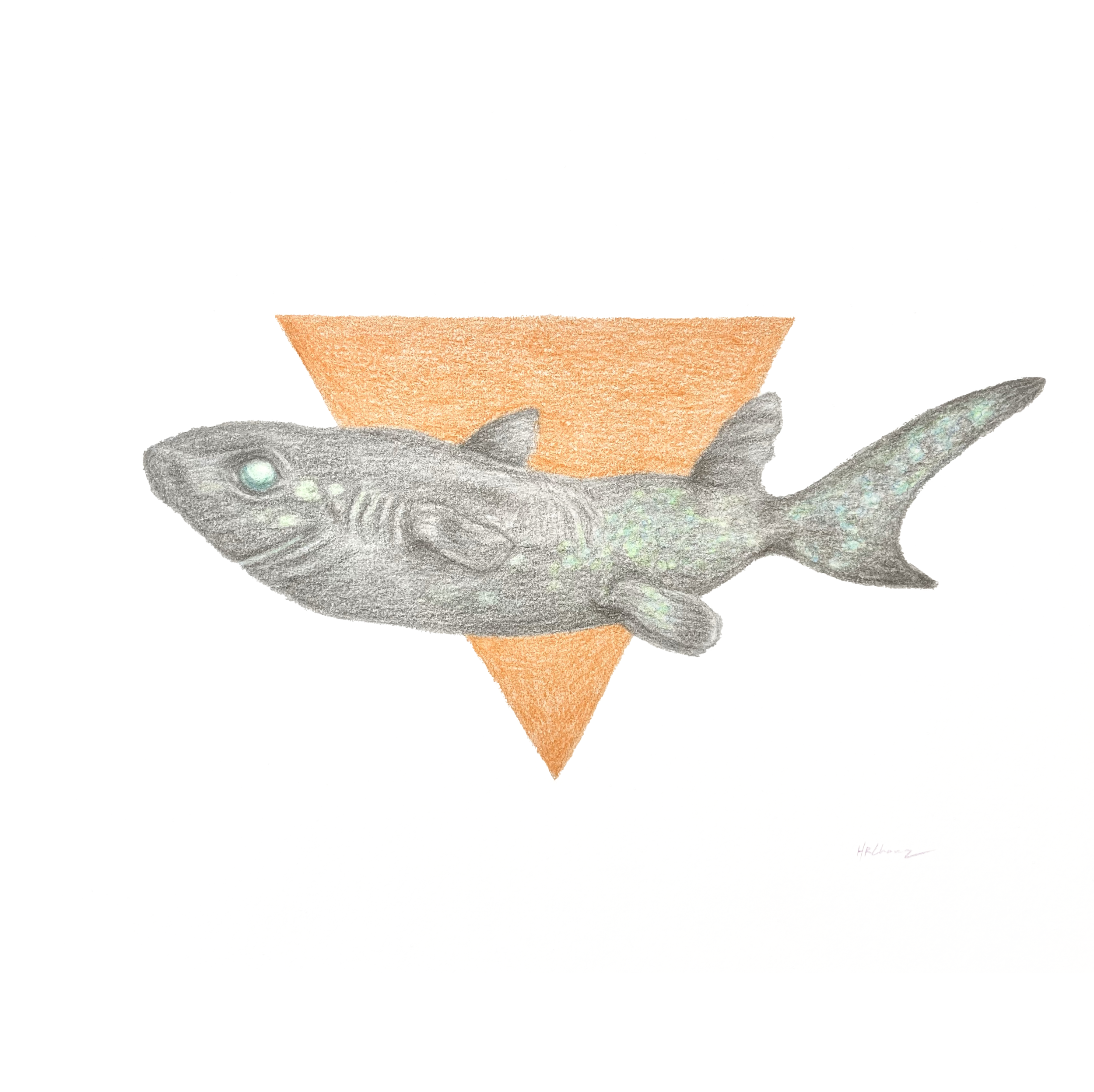 Shark.png