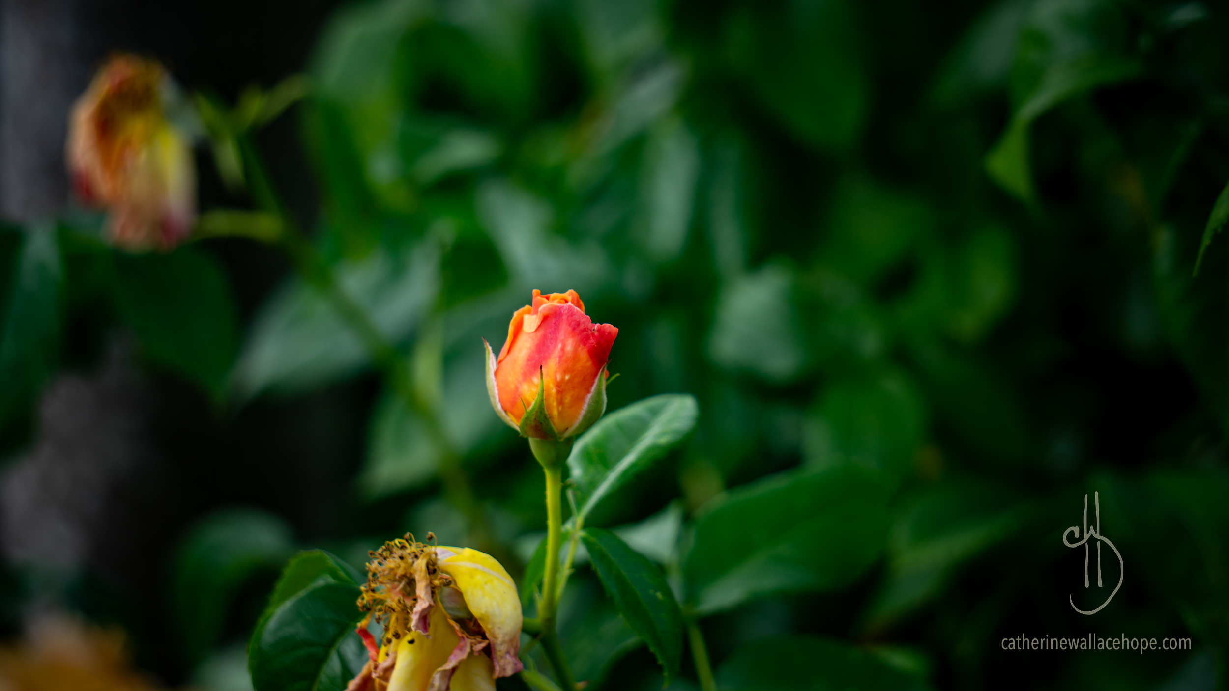 what I'm reading: Reckless Steps Toward Sanity