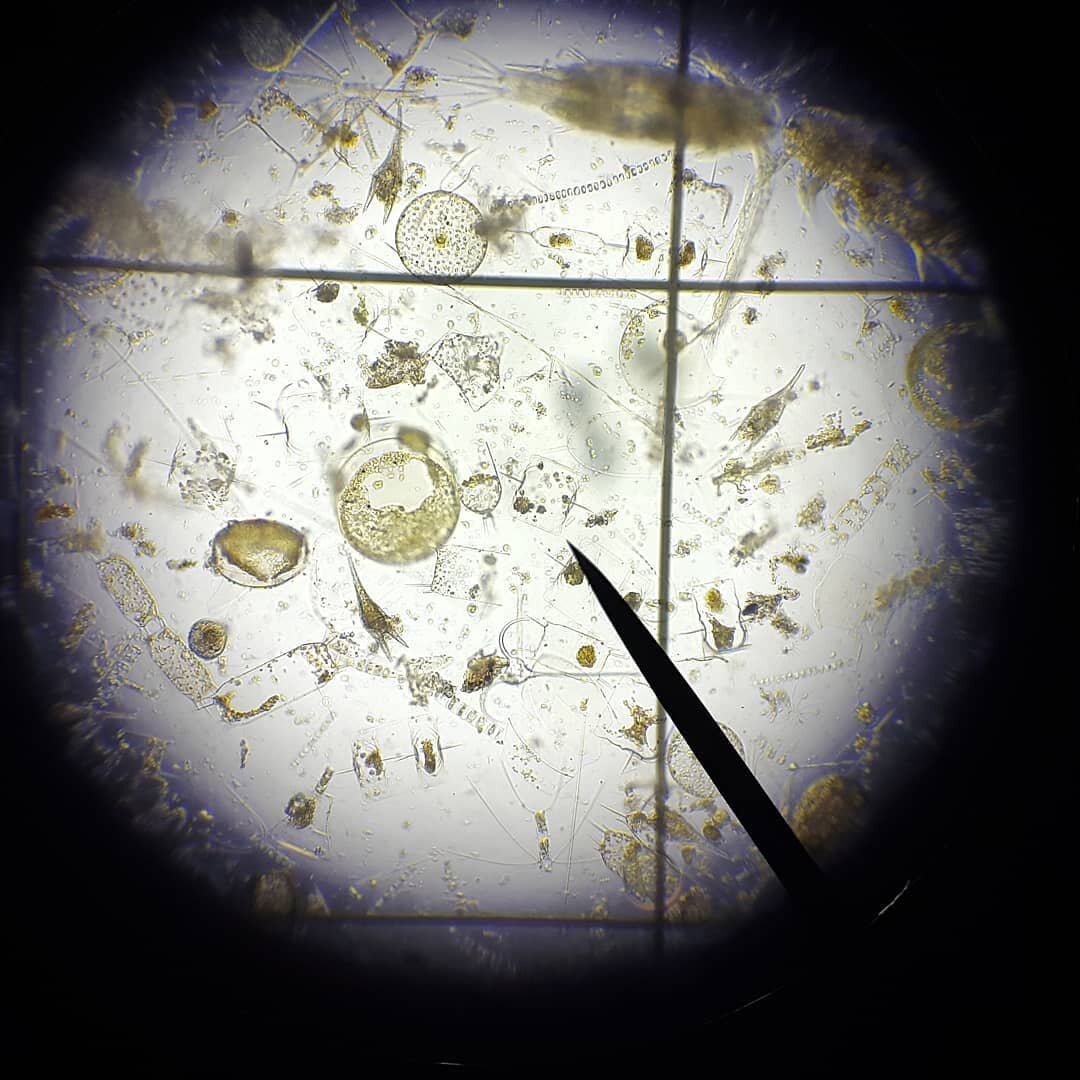 New-Plankton from Claxton Bay.jpg