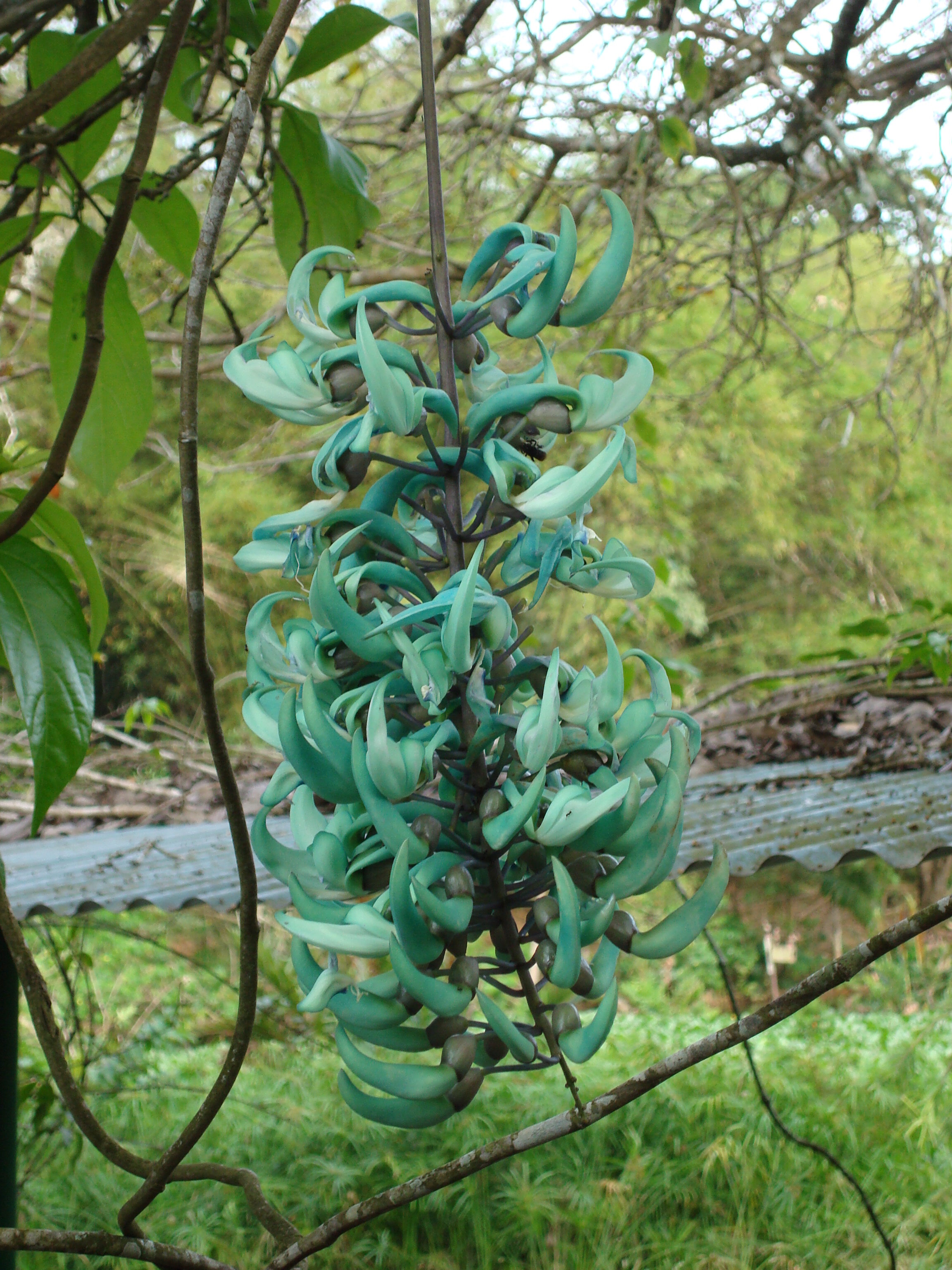 JADE VINE BUNCH.JPG