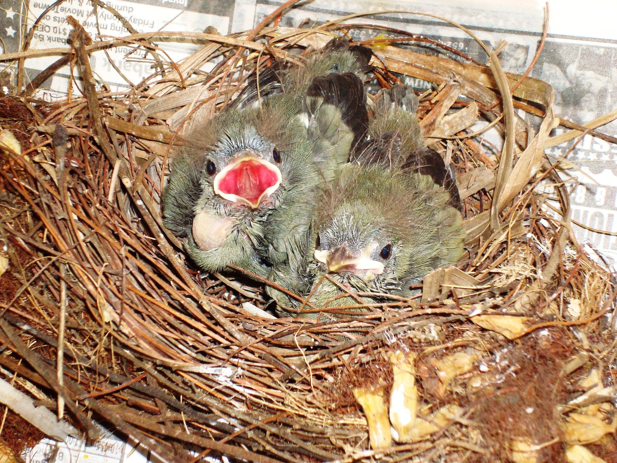 BABY PALM TANAGERS.JPG