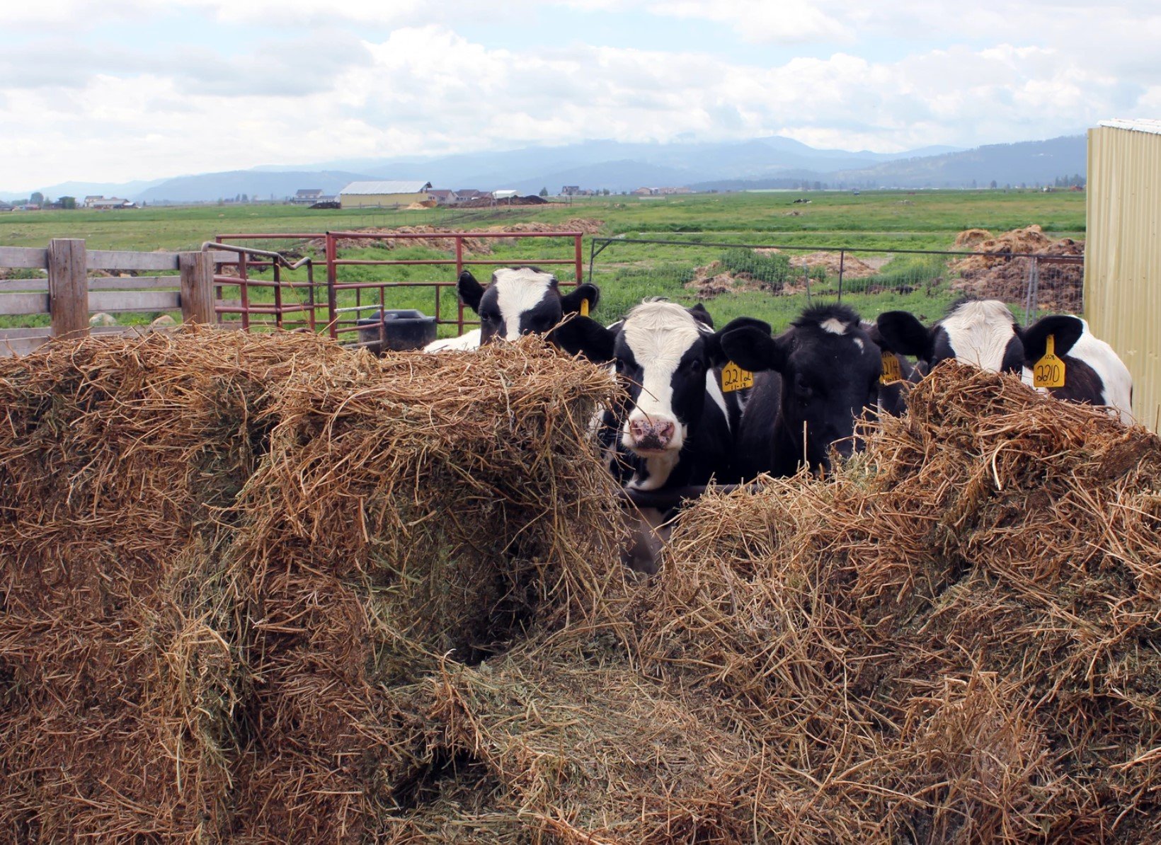 kalispell-kreamery-cows.jpg