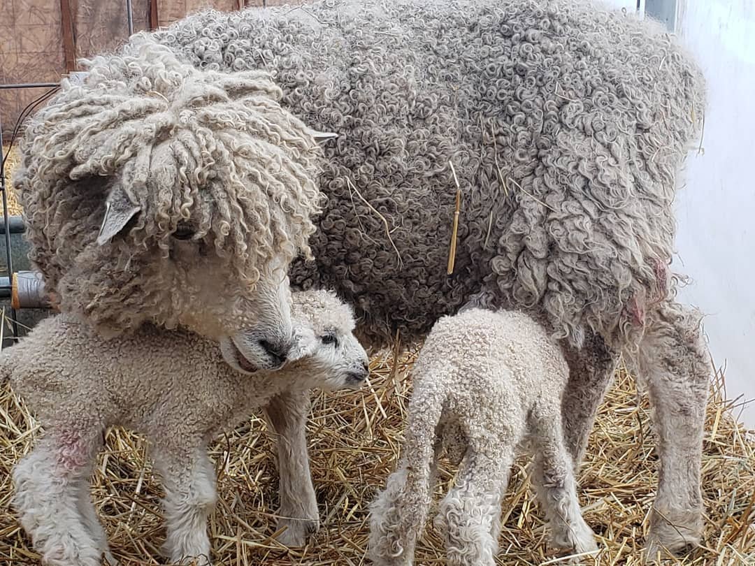 emily's-mom-sheep-with-lambs.jpg
