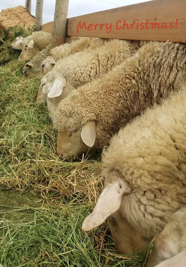 sierra-sheep-farms-sheep-feeding.jpg