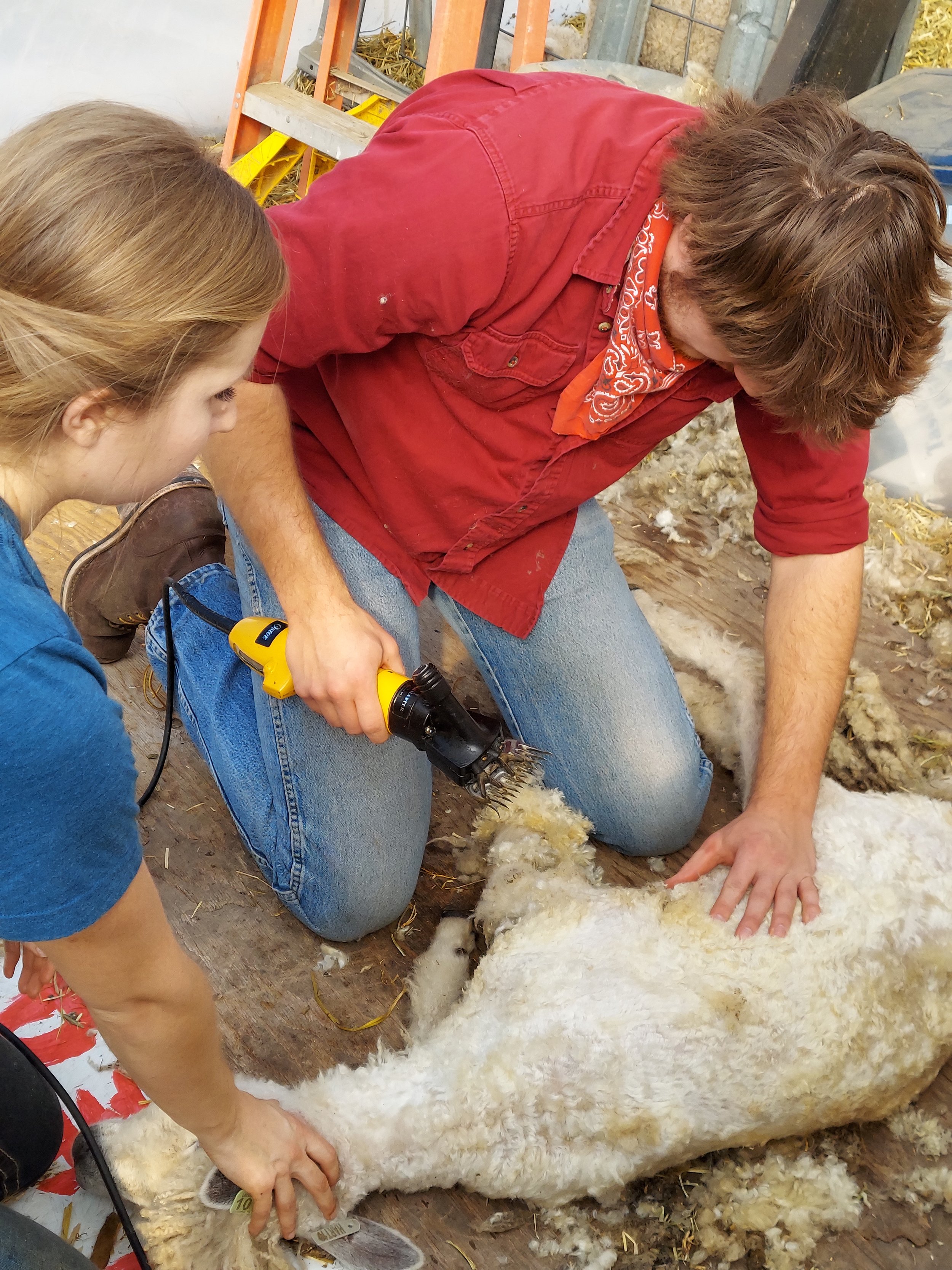 SHEARINGSHEEP-BEESKNEESNKNITS.jpg