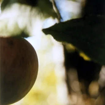 orchards.jpg