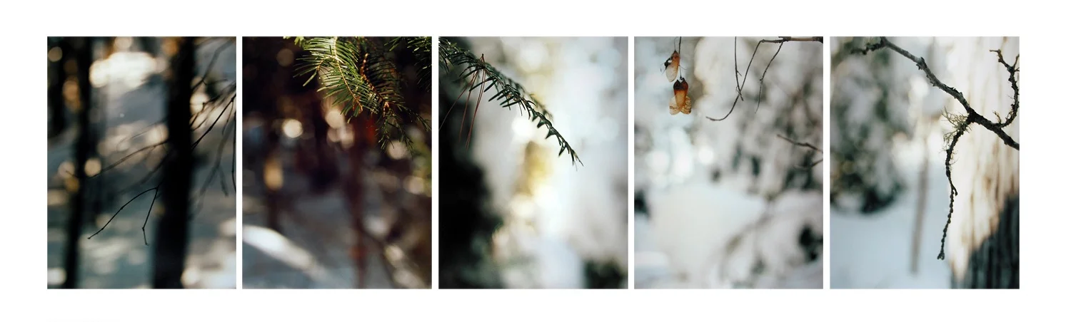 Boreal Forest/ Scintilla