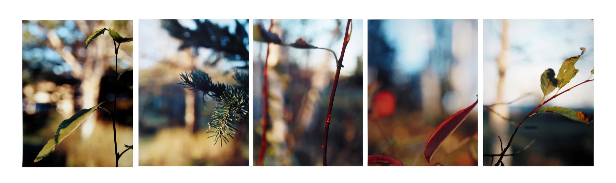Boreal Forest/ Spruce and Alder