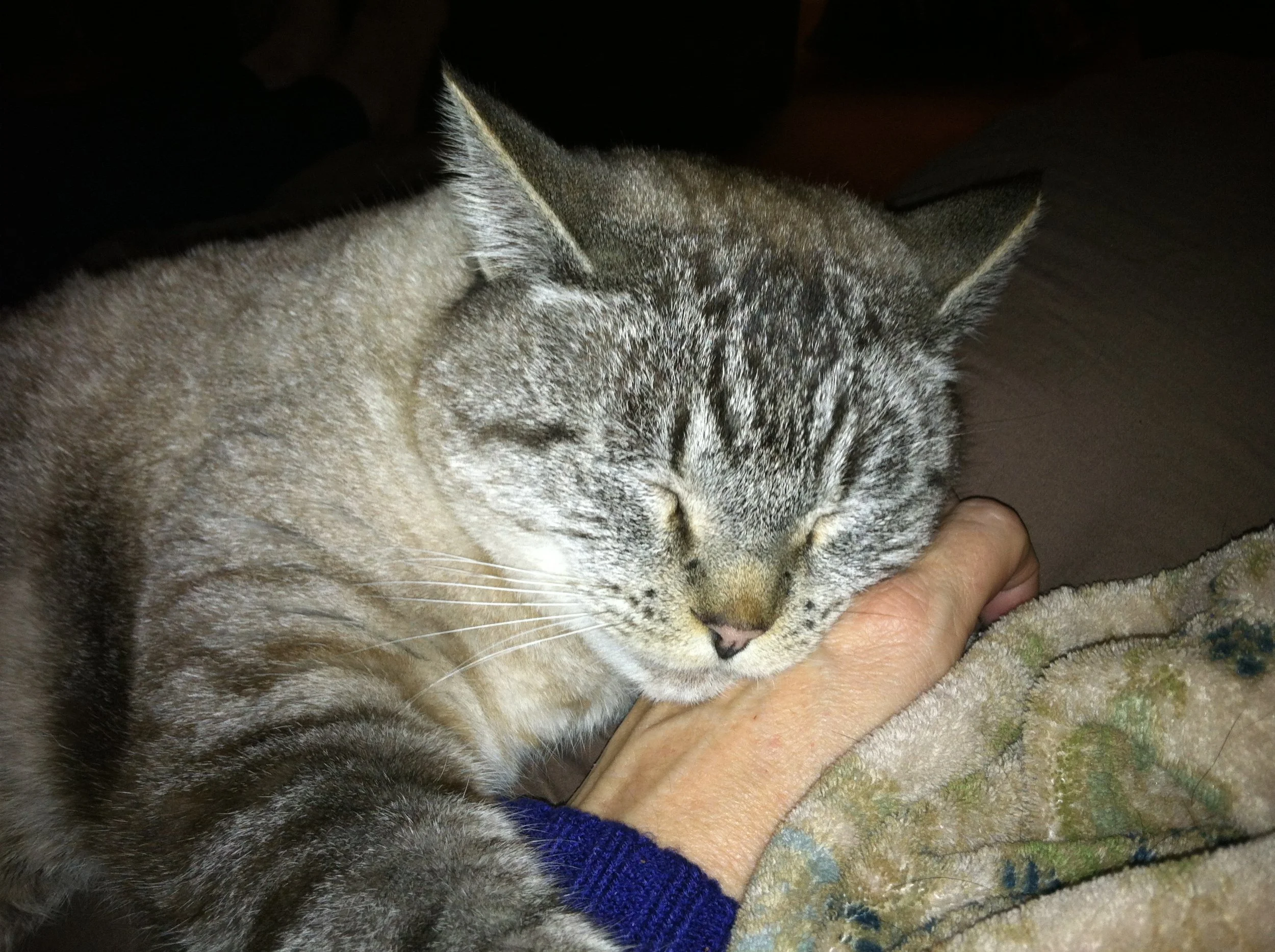 Animal Reiki Master