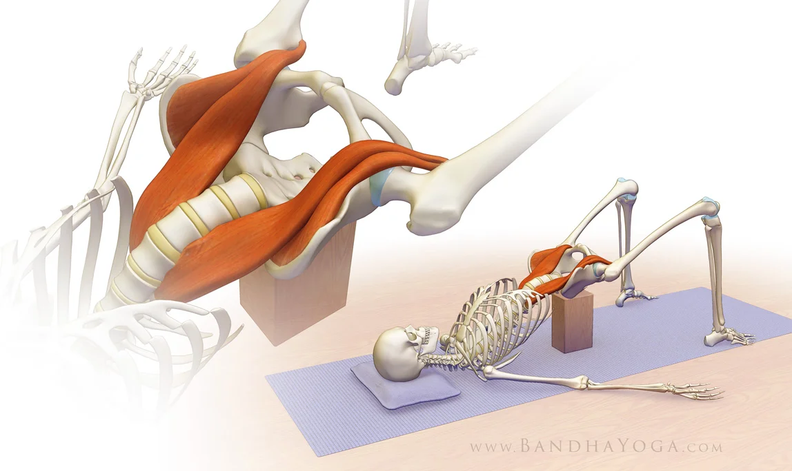 Psoas Muscle and Back Pain