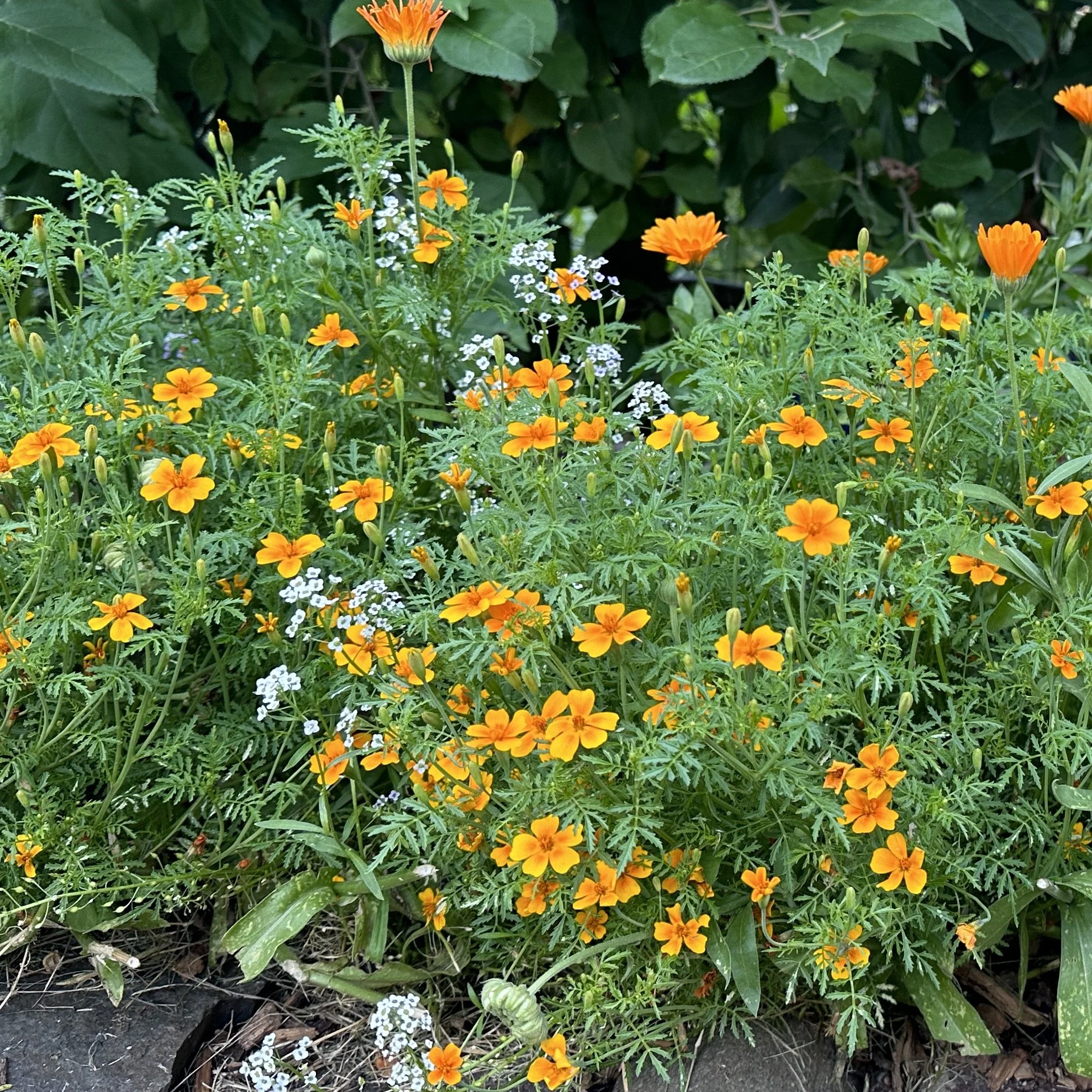 gem marigold.JPG
