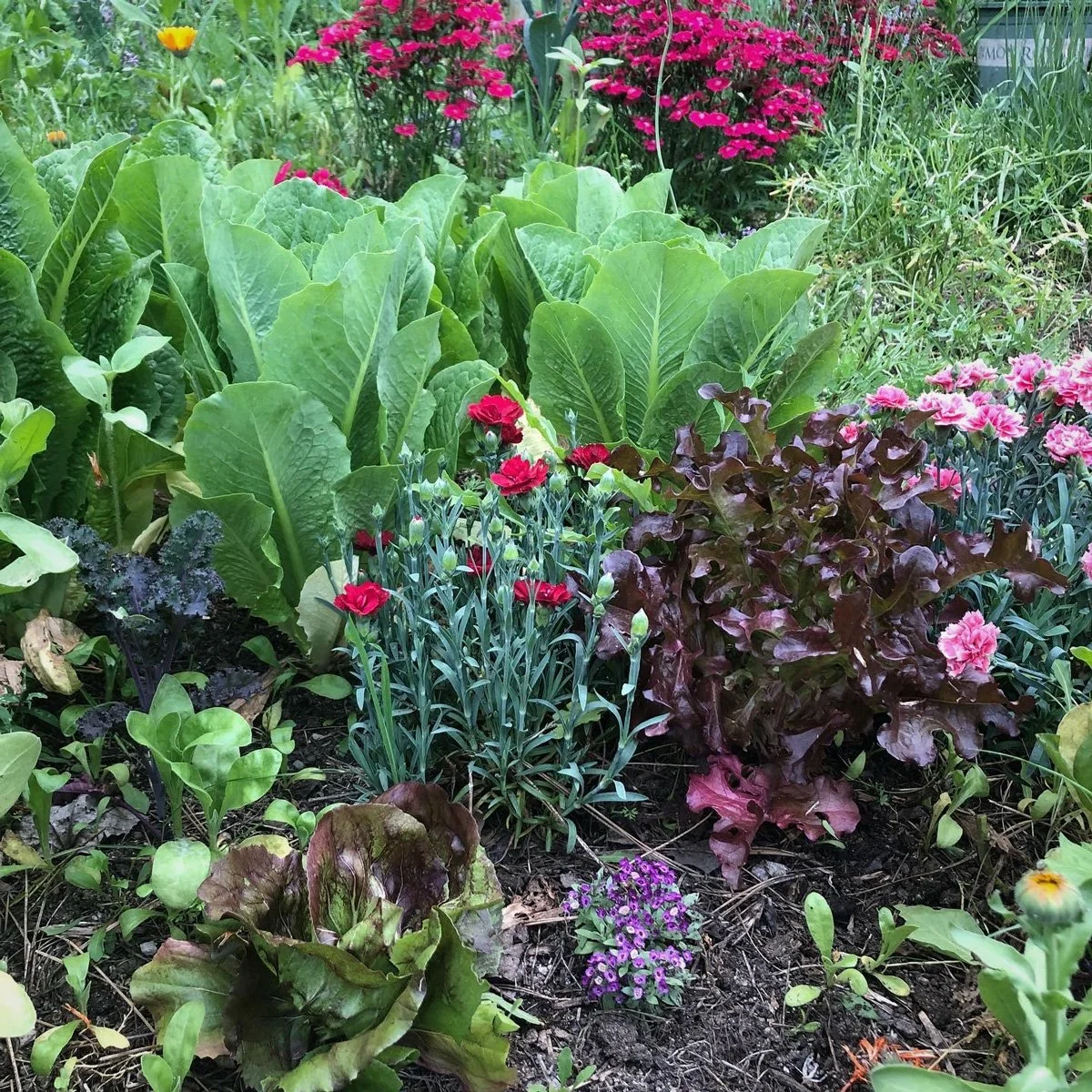 diverse-resilient-garden-sunnyjlindley.jpg