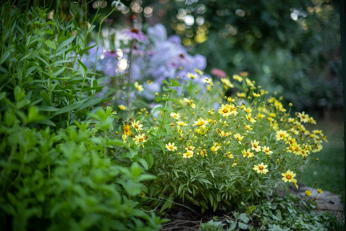 gardening-as-art-sunnyjlindley.jpg