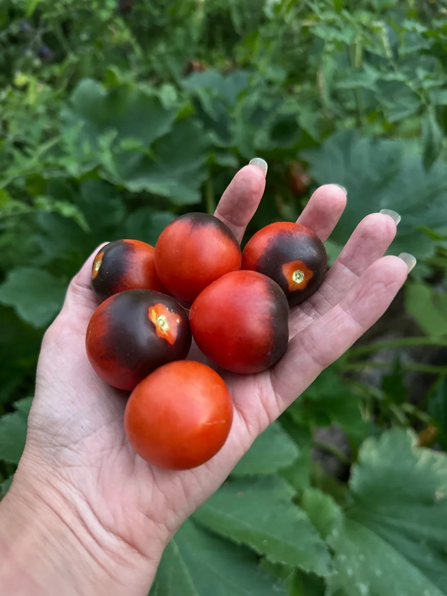 growingvegetables-tomatoes-sunnyjlindley.jpg
