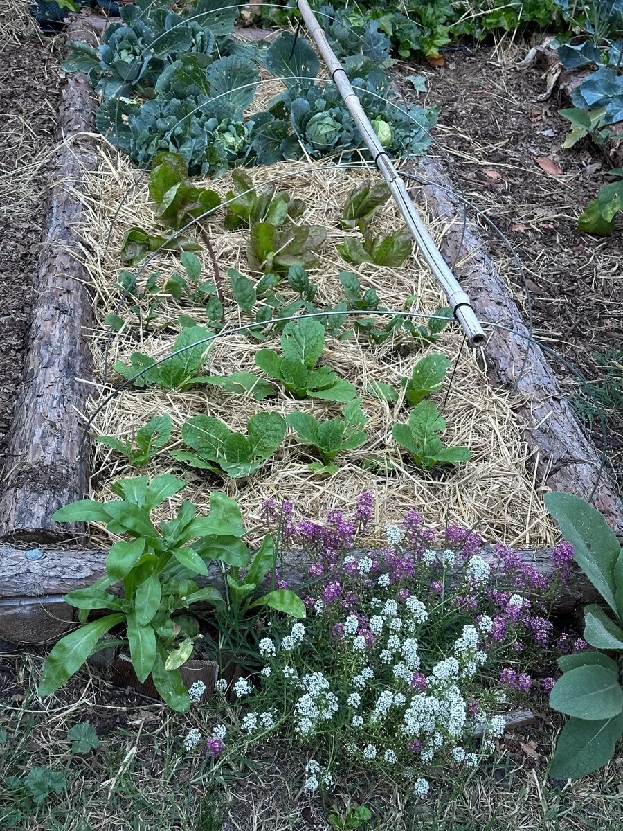 how-to-garden-sunnyjlindley.jpg