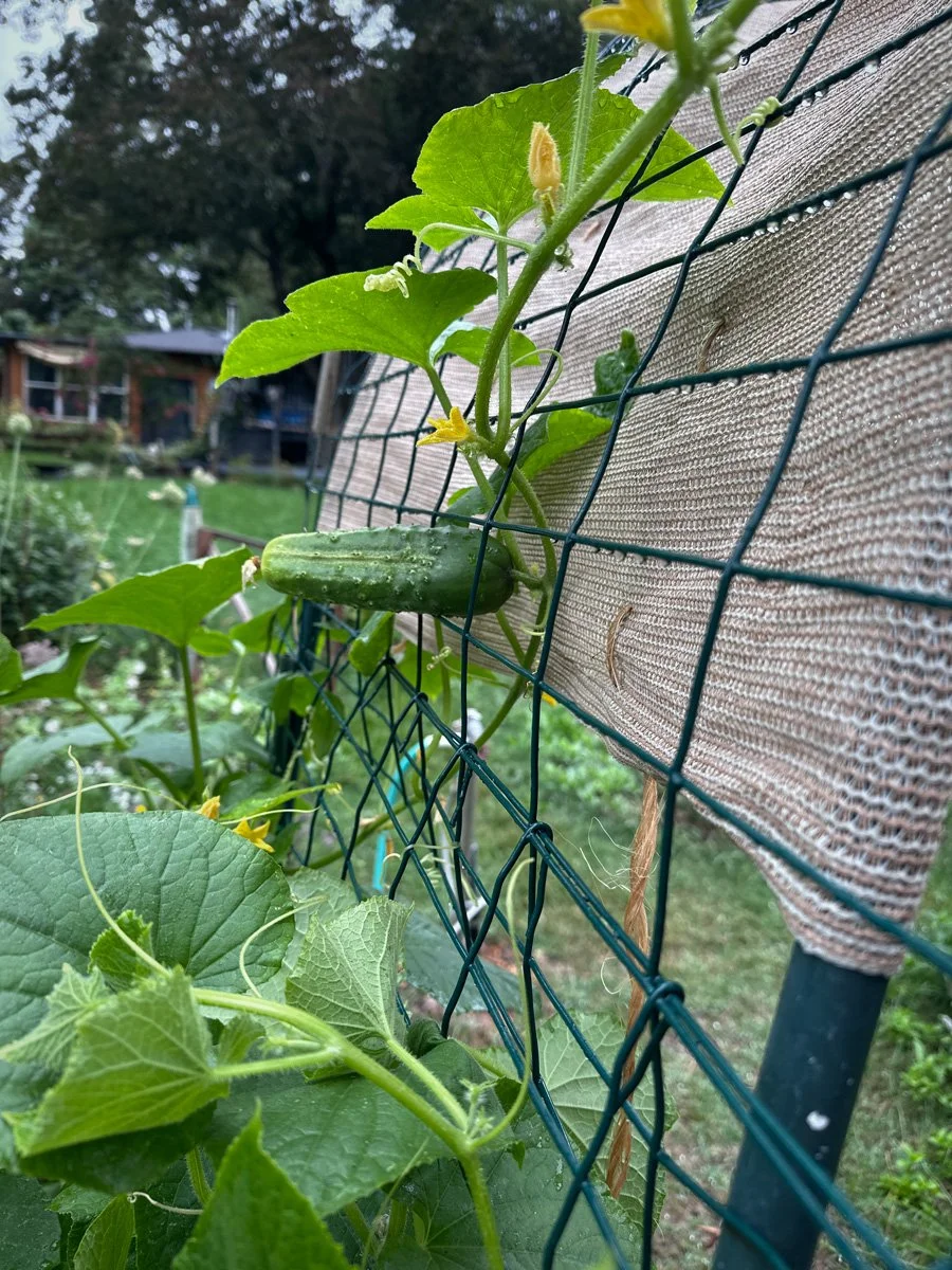 how-to-grow-vegetables-sunnyjlindley.jpg