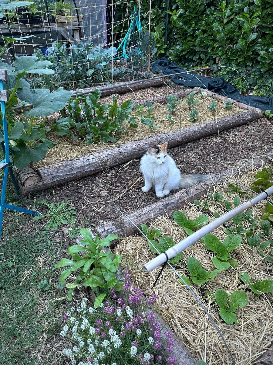learn-gardening-sunnyjlindley.jpg