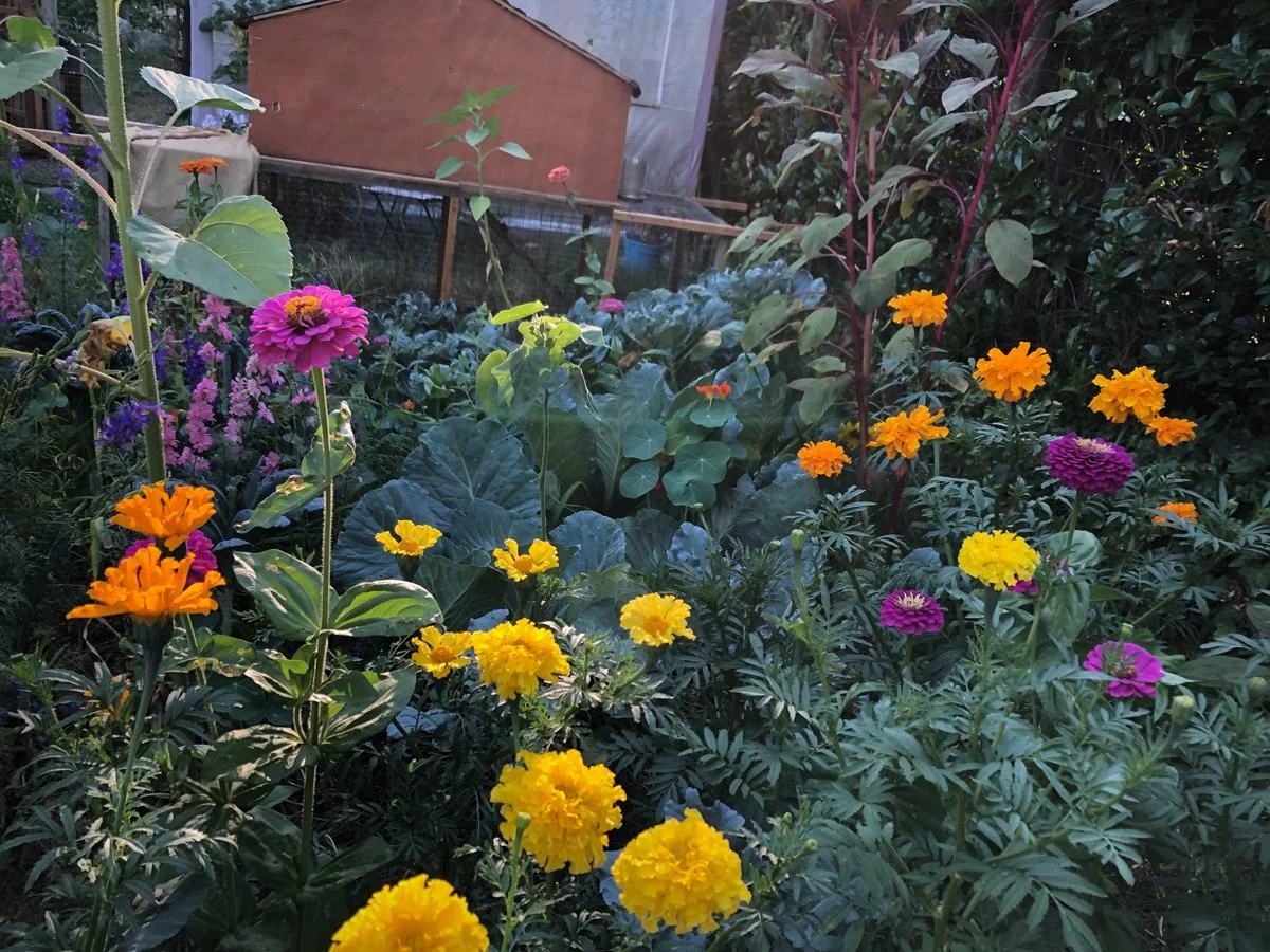 rowing-healing-herbs-sunnyjlindley.jpg
