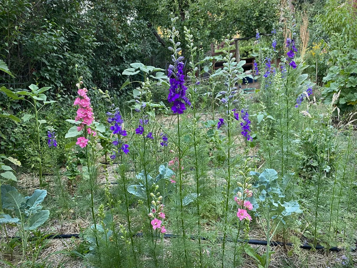 grow-pollinator-gardens-sunnyjlindley.jpg